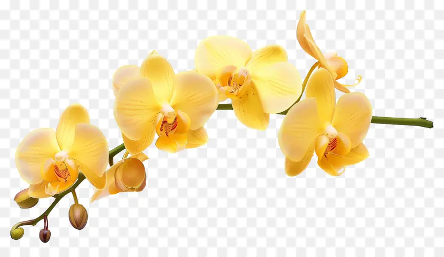 Fleur D'orchidée，Orchidées Jaunes PNG