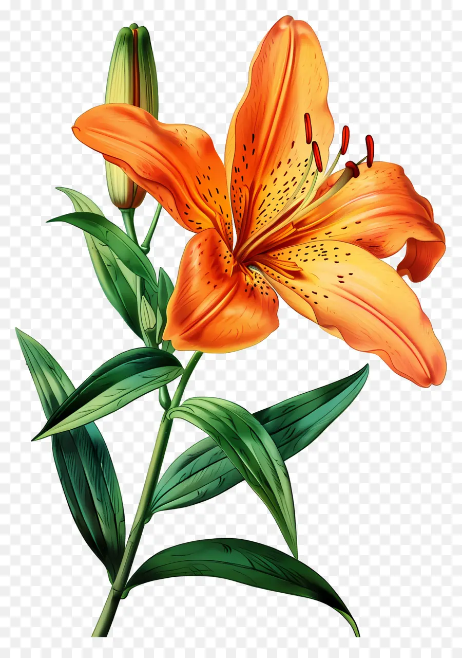 Fleur De Lys，Lys Oranges PNG