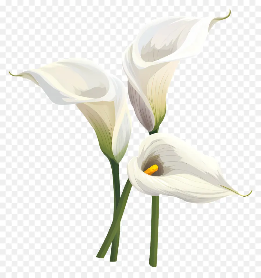 Lily Calla，Lys Calla Blancs PNG