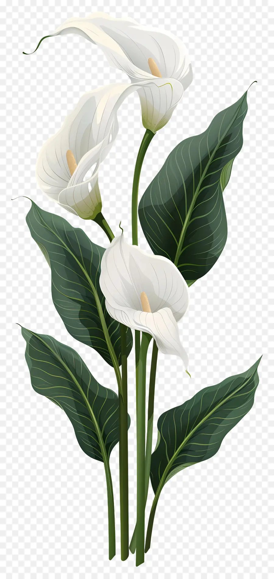 Lily Calla，Lys Calla Blancs PNG