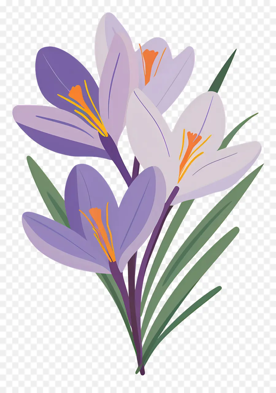 Fleurs De Safran，Fleurs Violettes PNG