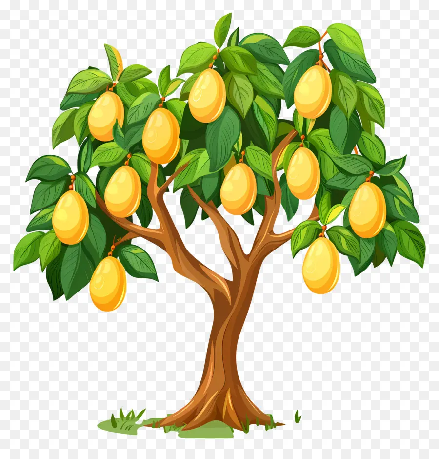 Manguier，Fruit PNG