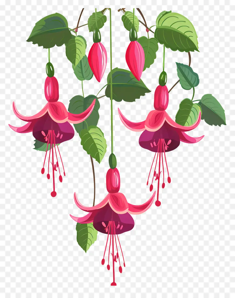 Fleurs Suspendues，Fleurs Fuchsia Roses PNG