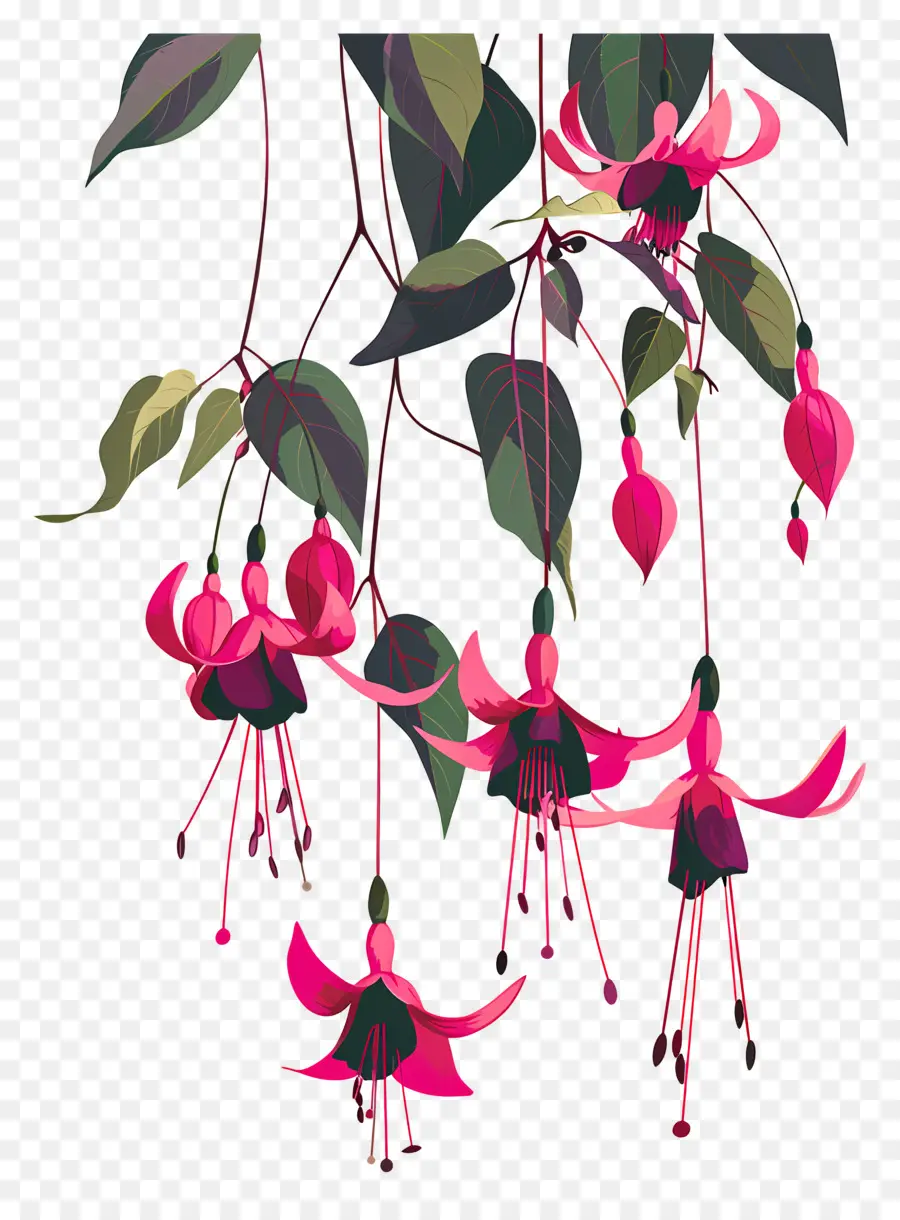 Fleurs Suspendues，Fleurs Fuchsia Roses PNG