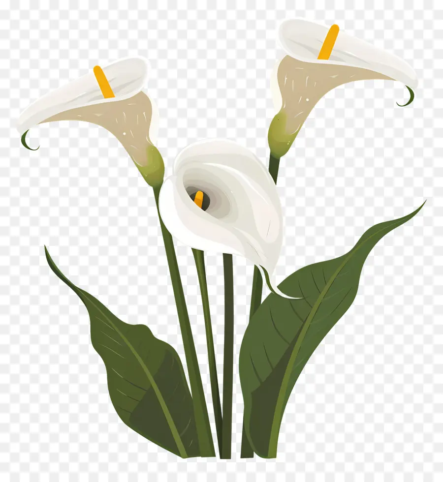 Lily Calla，Lys Calla Blancs PNG