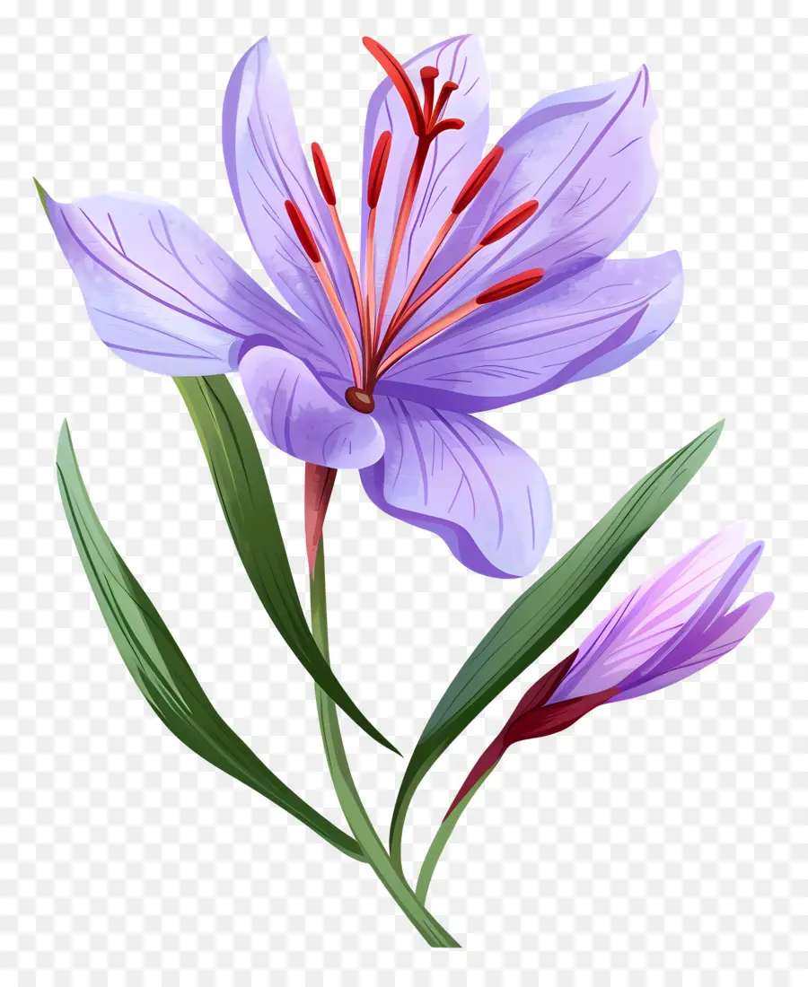 Fleurs De Safran，Fleur Violette PNG