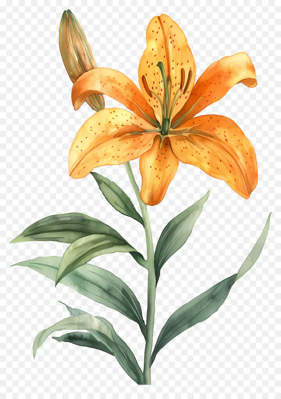 Fleur De Lys，Lys Oranges PNG