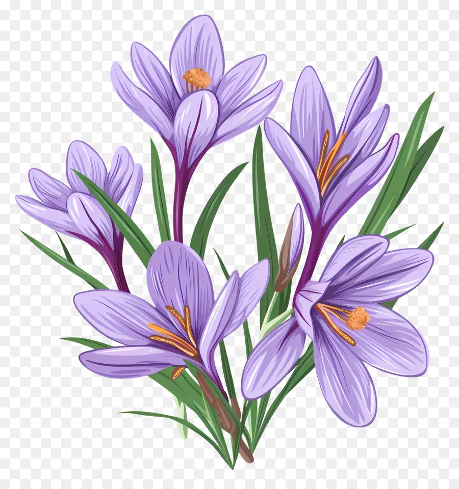 Fleurs De Safran，Fleurs Violettes PNG