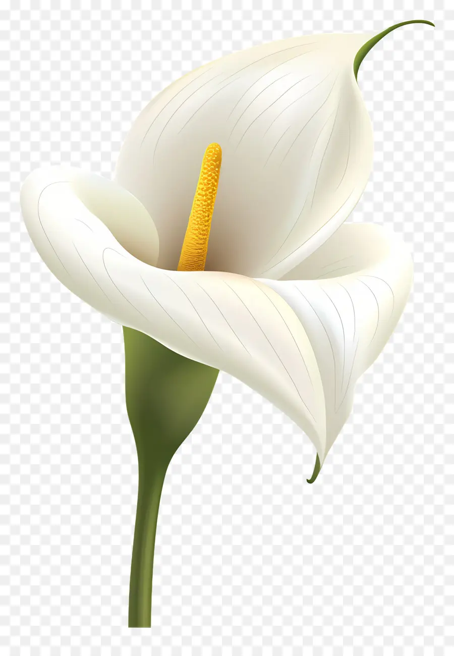 Lily Calla，Lys Calla Blanc PNG