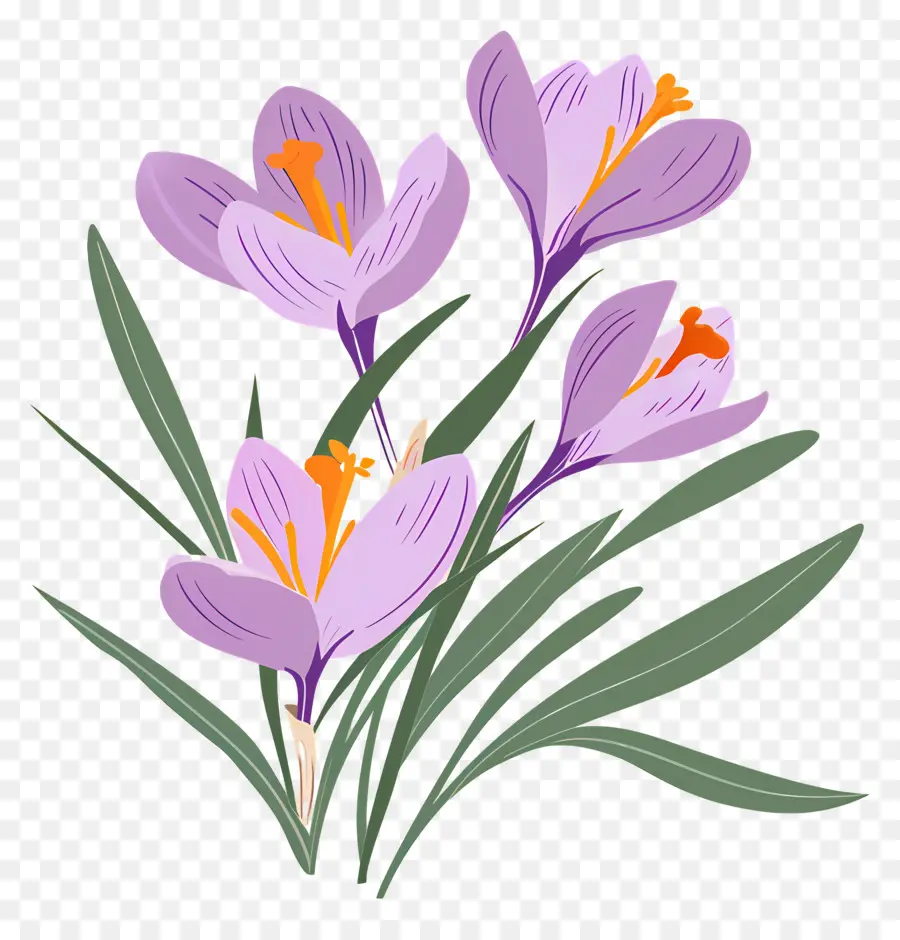 Fleurs De Safran，Fleurs Violettes PNG