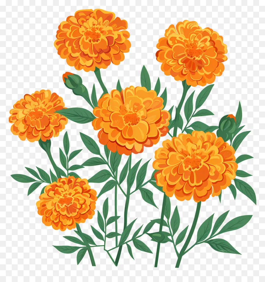 Fleurs De Souci，Fleurs Oranges PNG