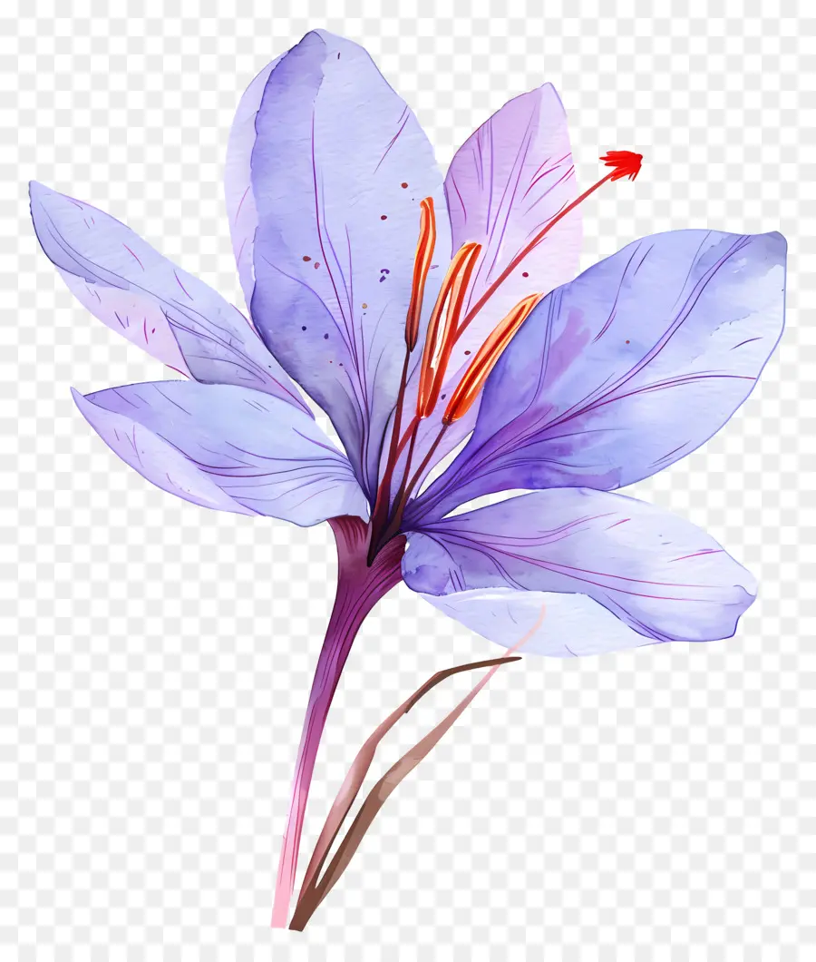 Fleur De Safran，Fleur Violette PNG