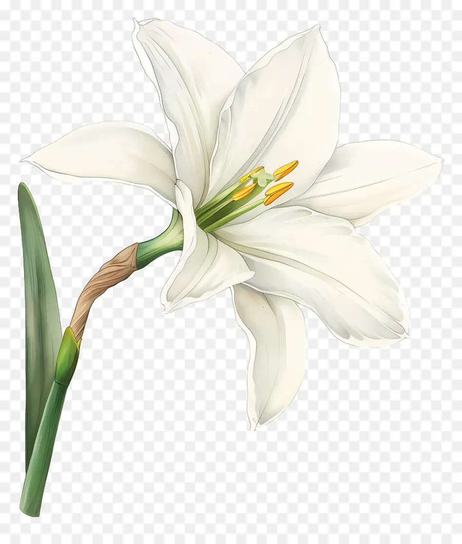 Fleur De Lys，Lys Blanc PNG