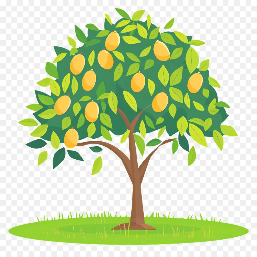 Manguier，Fruit PNG