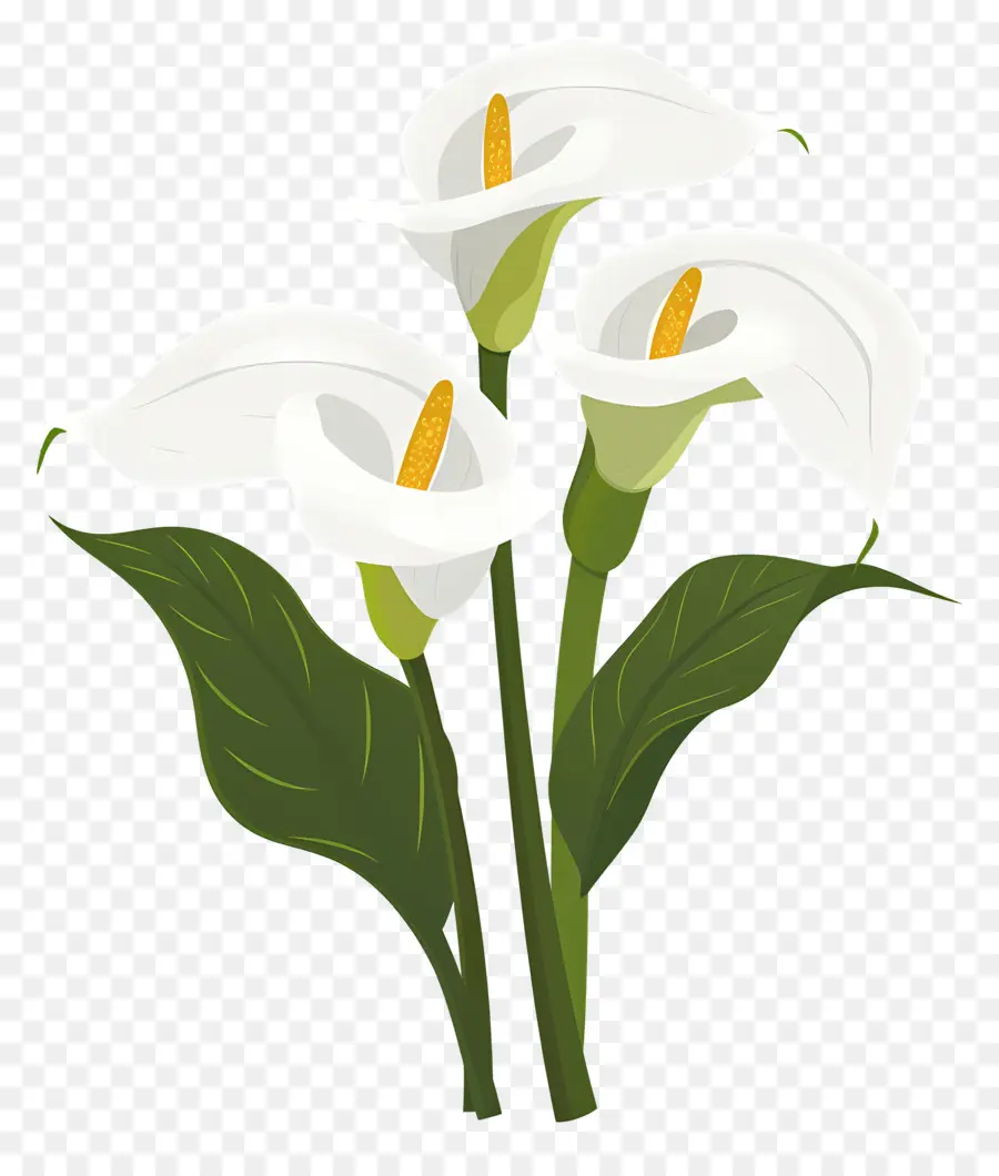 Lily Calla，Lys Calla Blancs PNG