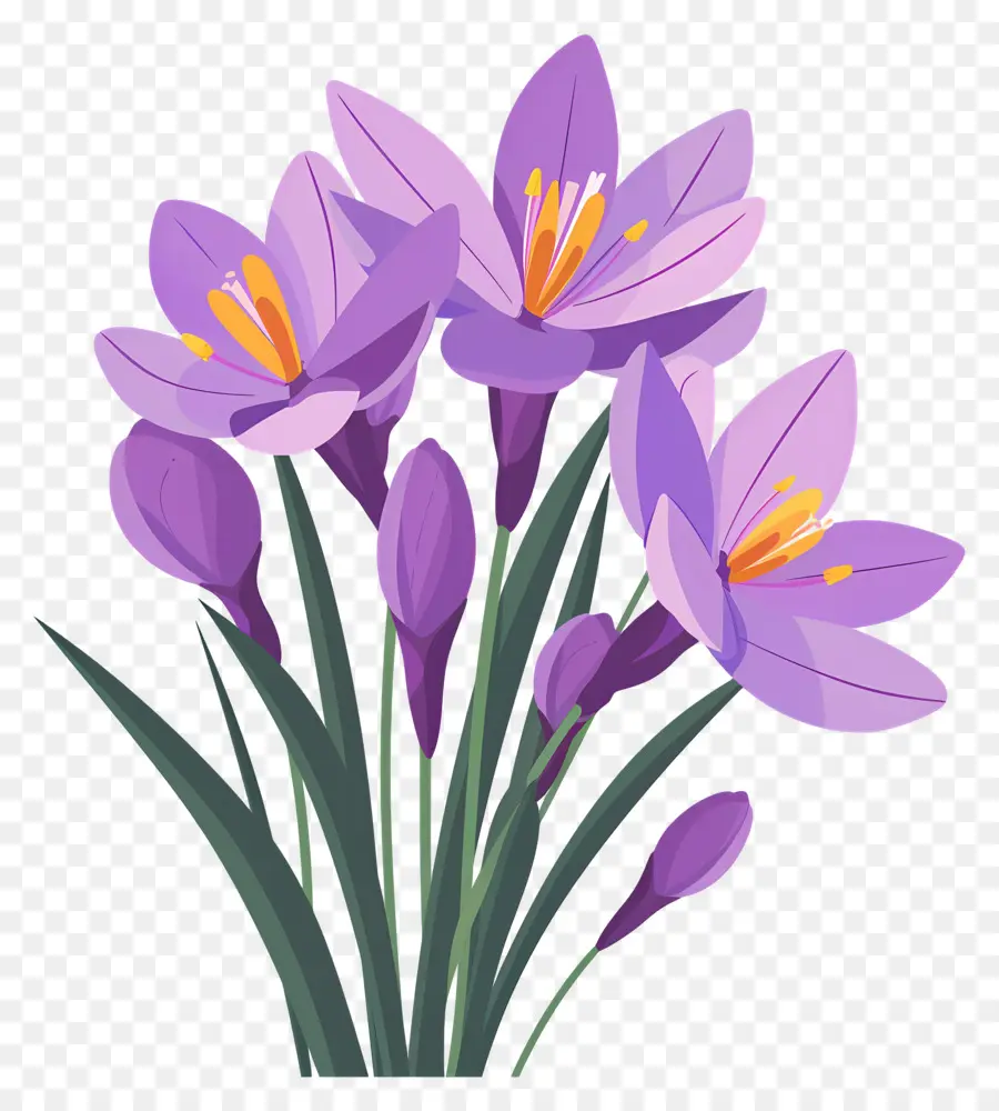 Fleurs De Safran，Fleurs Violettes PNG