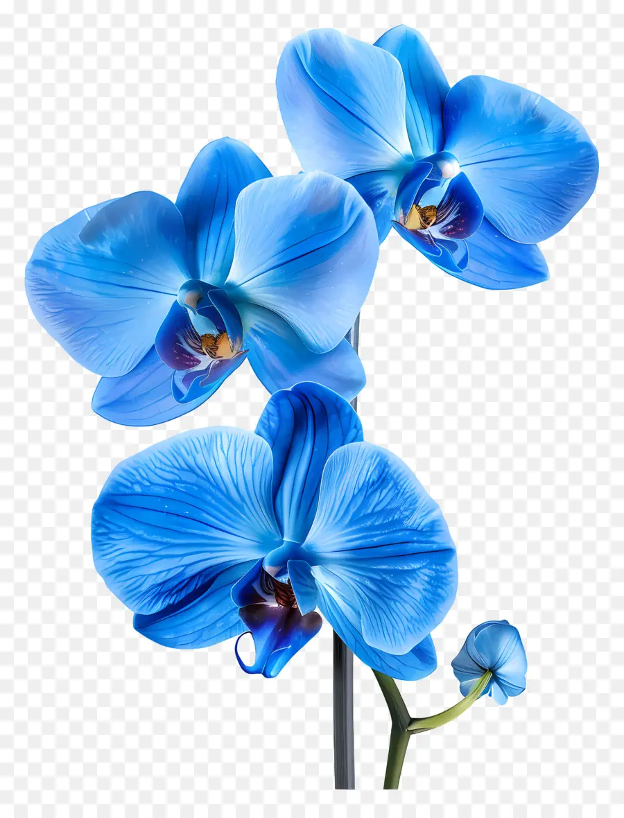 Fleur D'orchidée，Orchidée Bleue PNG