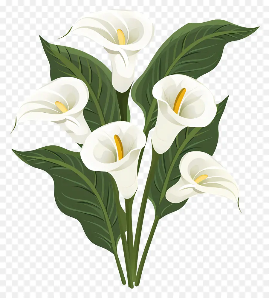 Lily Calla，Lys Calla Blancs PNG