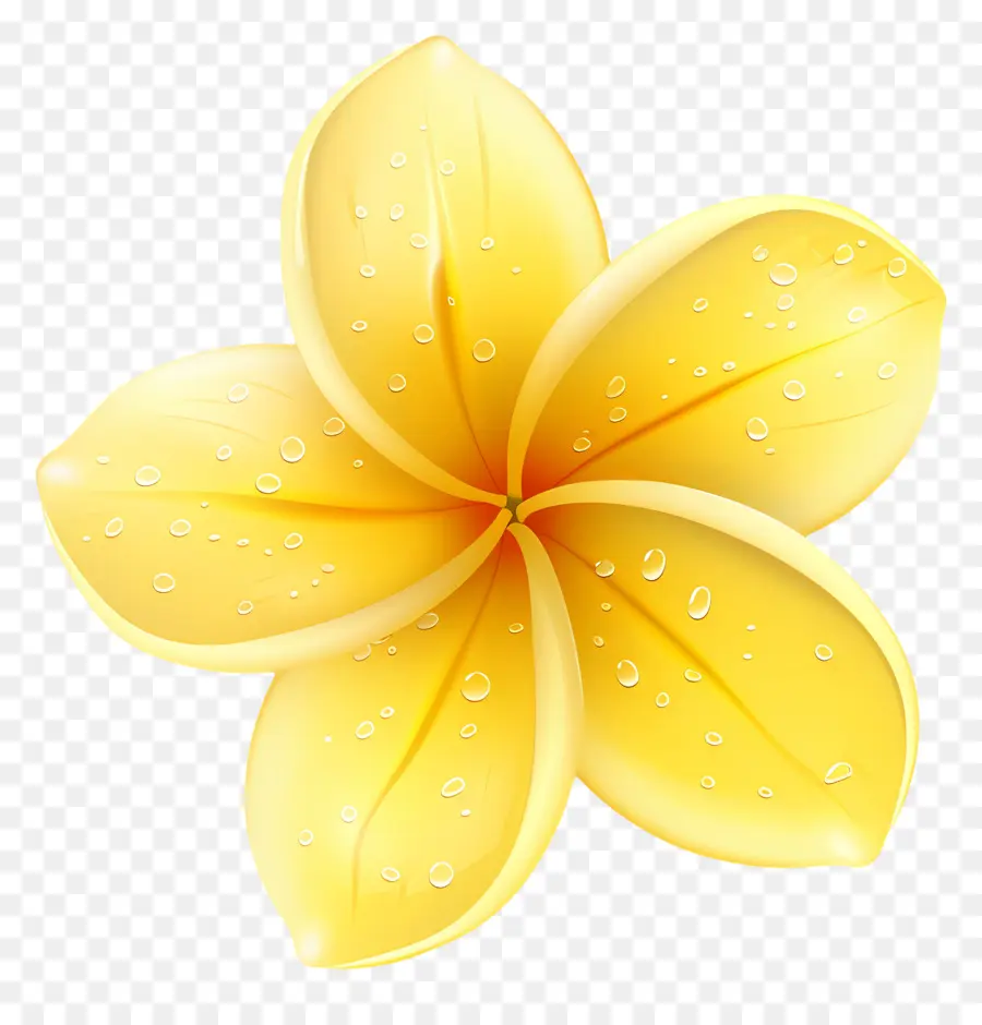 Fleur De Pluméria，Fleur Jaune Avec Des Gouttelettes D'eau PNG