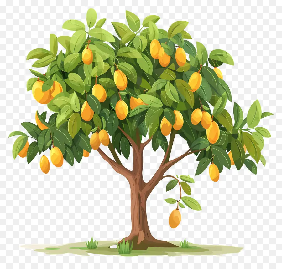 Manguier，Fruit PNG