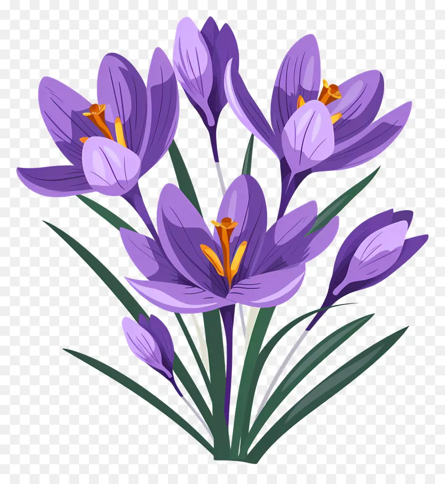 Fleurs De Safran，Fleurs Violettes PNG