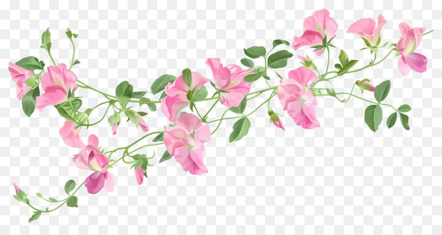 Fleurs De Pois De Senteur，Fleurs Roses PNG