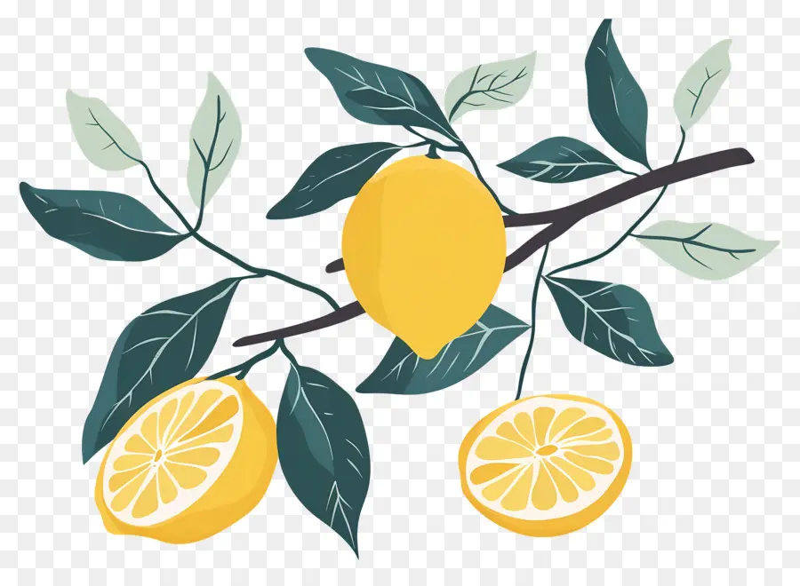 Citrons，Branche De Citron PNG