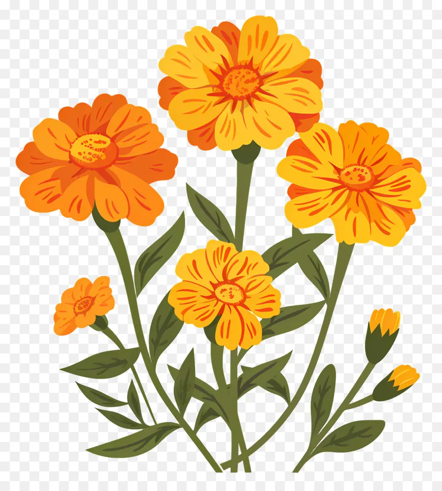 Fleurs De Souci，Fleurs Oranges PNG