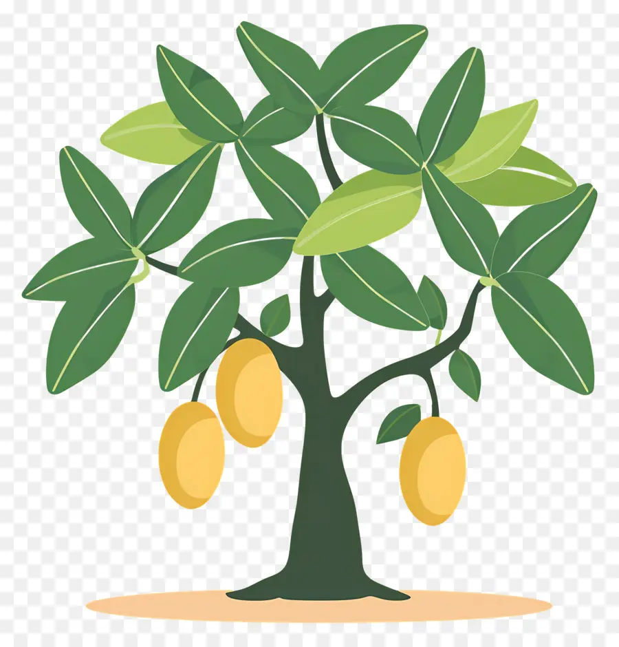 Manguier，Fruit PNG