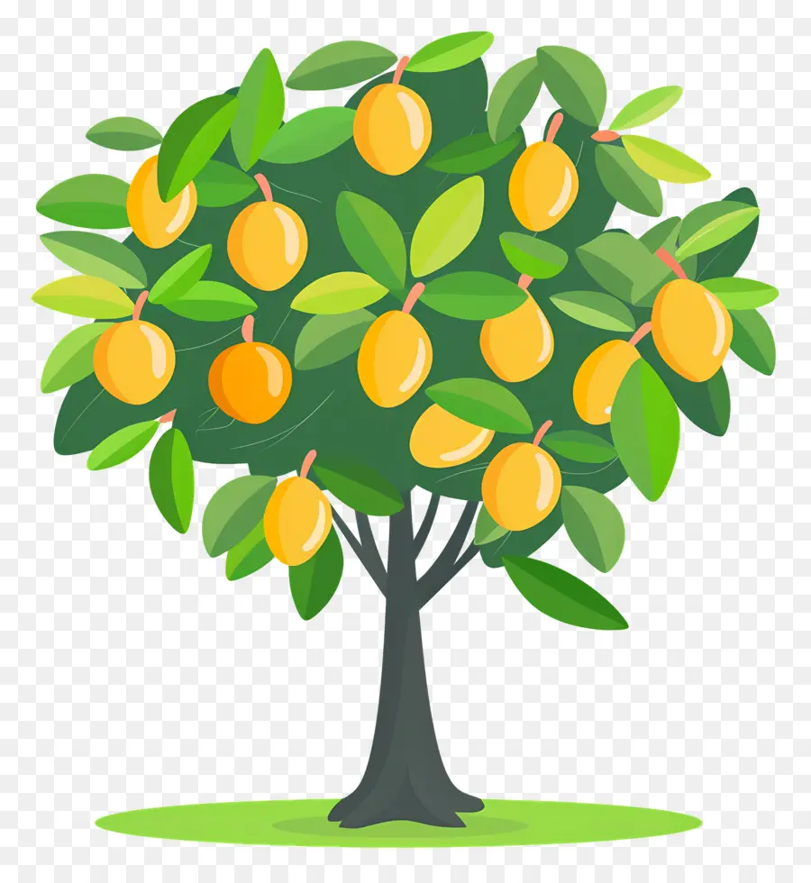 Manguier，Fruit PNG