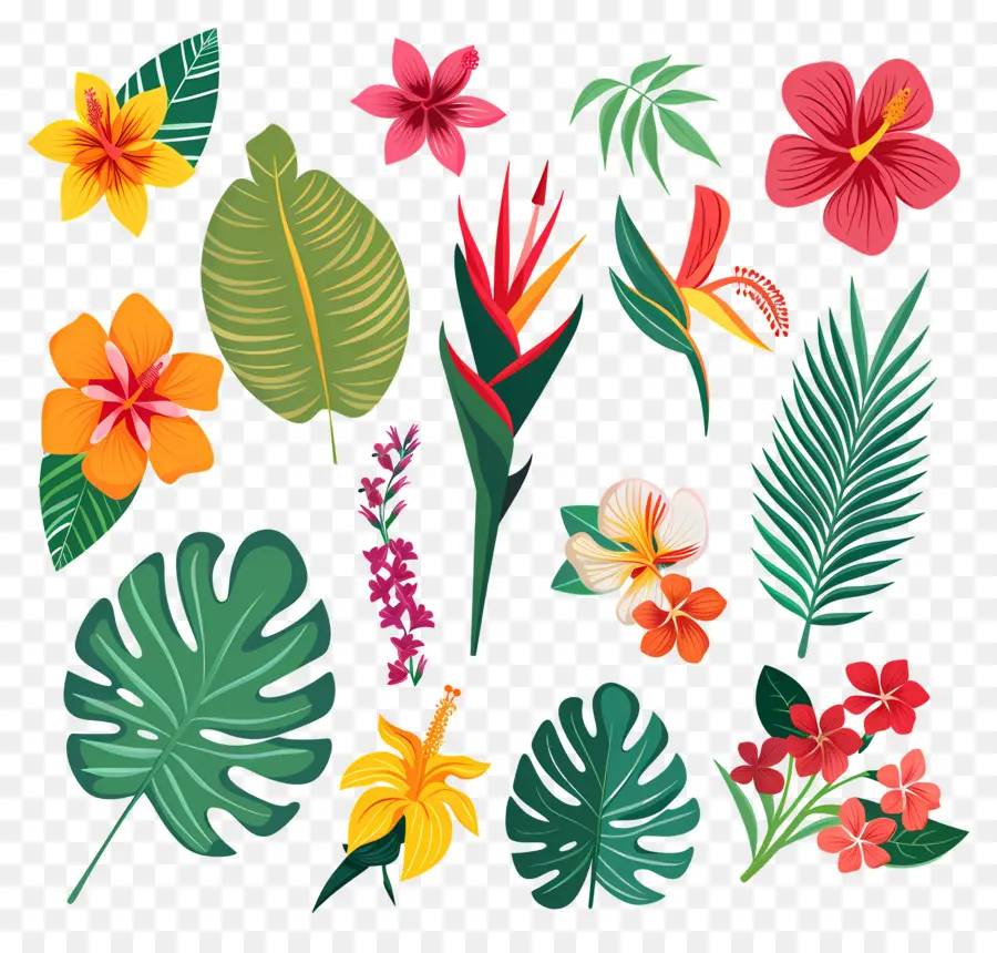 Fleurs Tropicales，Fleurs Colorées PNG