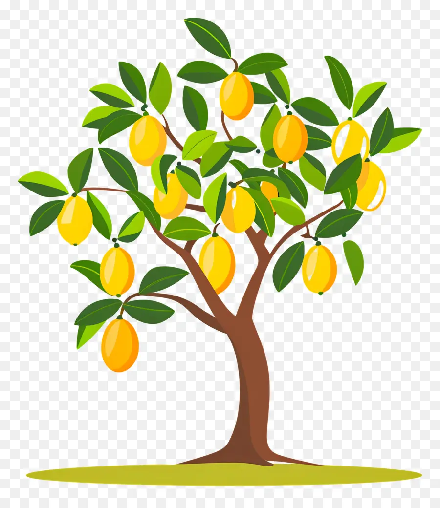 Manguier，Fruit PNG