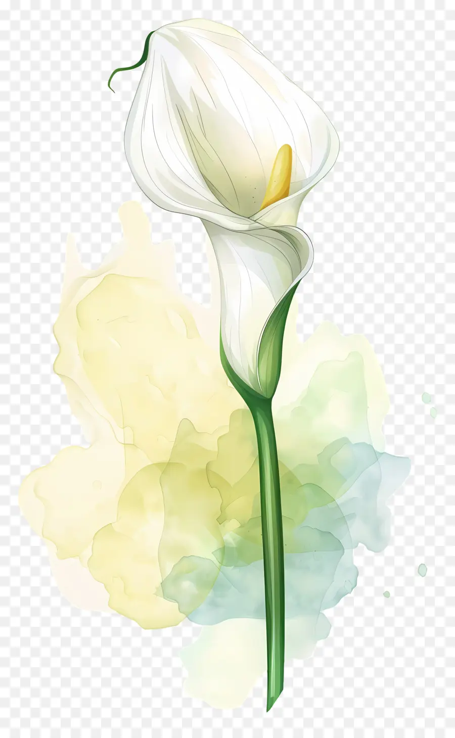 Lily Calla，Lys Calla Blanc PNG