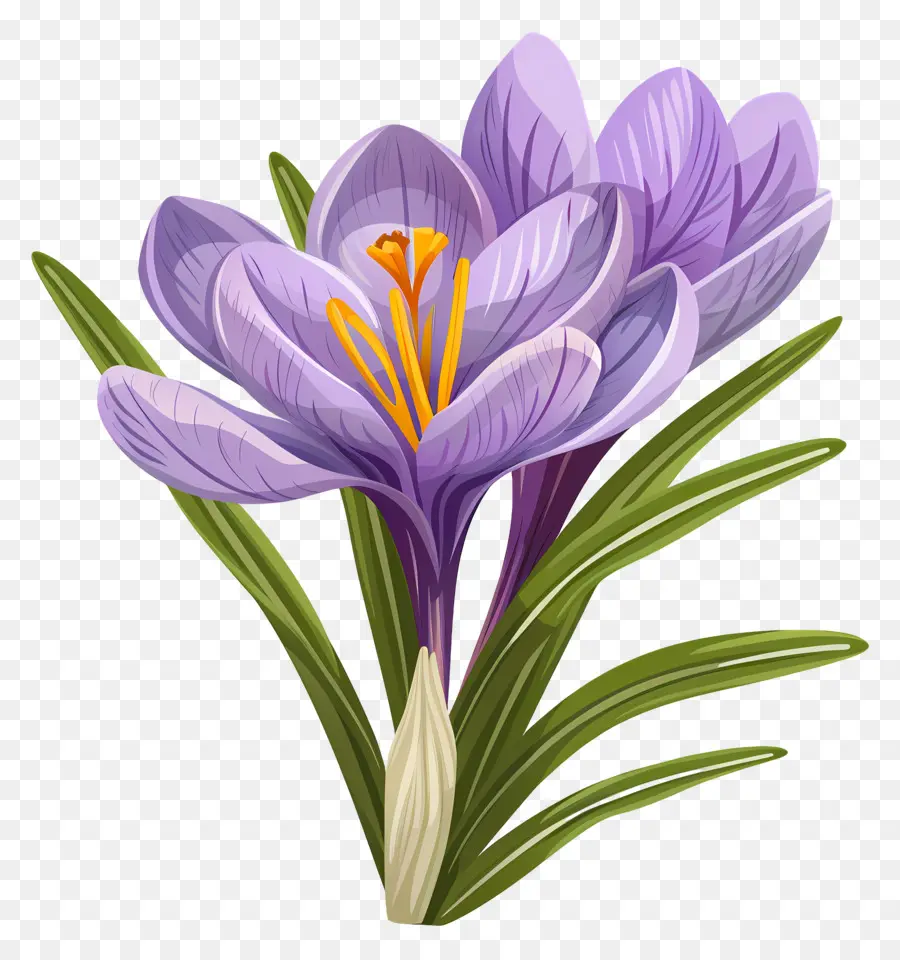 Fleurs De Safran，Fleurs Violettes PNG