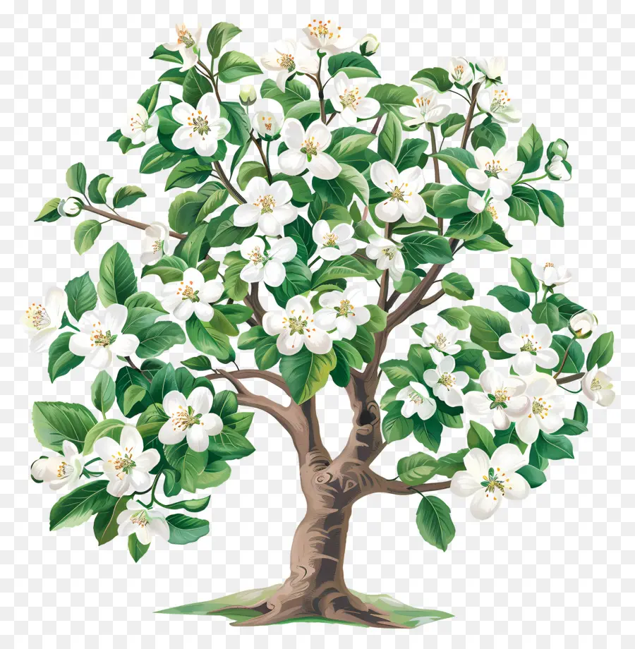 Arbre à Fleurs，Arbre En Fleurs PNG