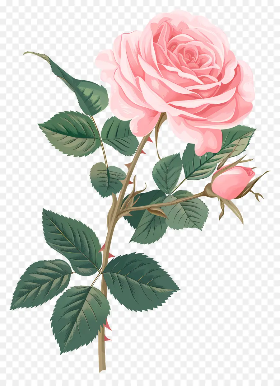 Fleur Rose，Rose Rose PNG