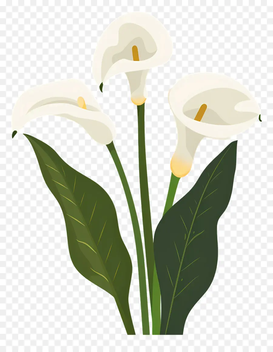 Lily Calla，Lys Calla Blancs PNG