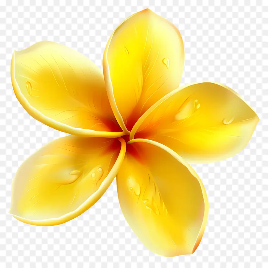 Fleur De Pluméria，Fleur Jaune Avec Des Gouttelettes D'eau PNG