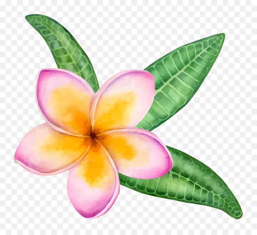 Fleur De Pluméria，Feuilles PNG