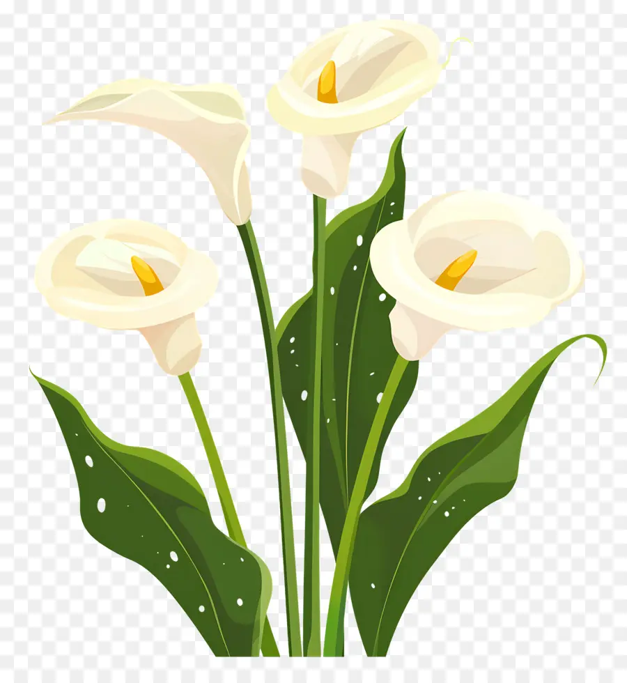 Lily Calla，Lys Calla Blancs PNG