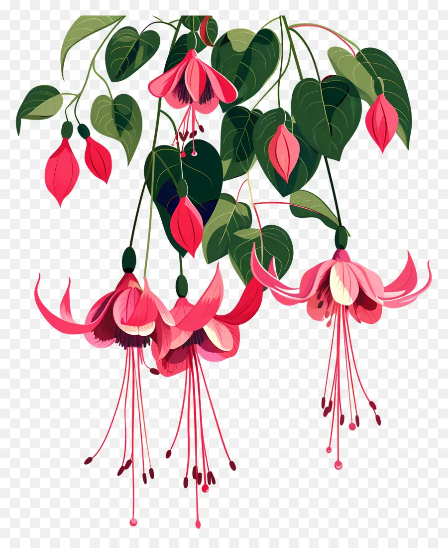 Fleurs Suspendues，Fleurs Fuchsia Roses PNG