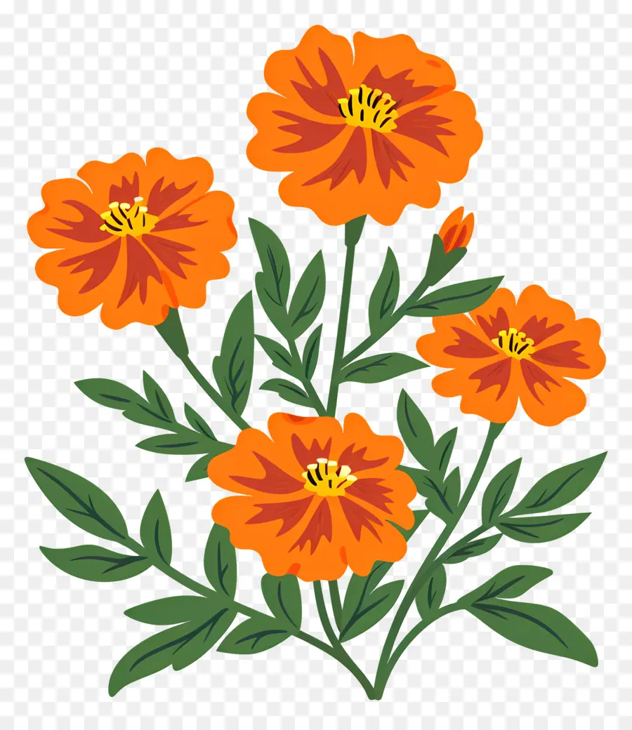 Fleurs De Souci，Fleurs Oranges PNG