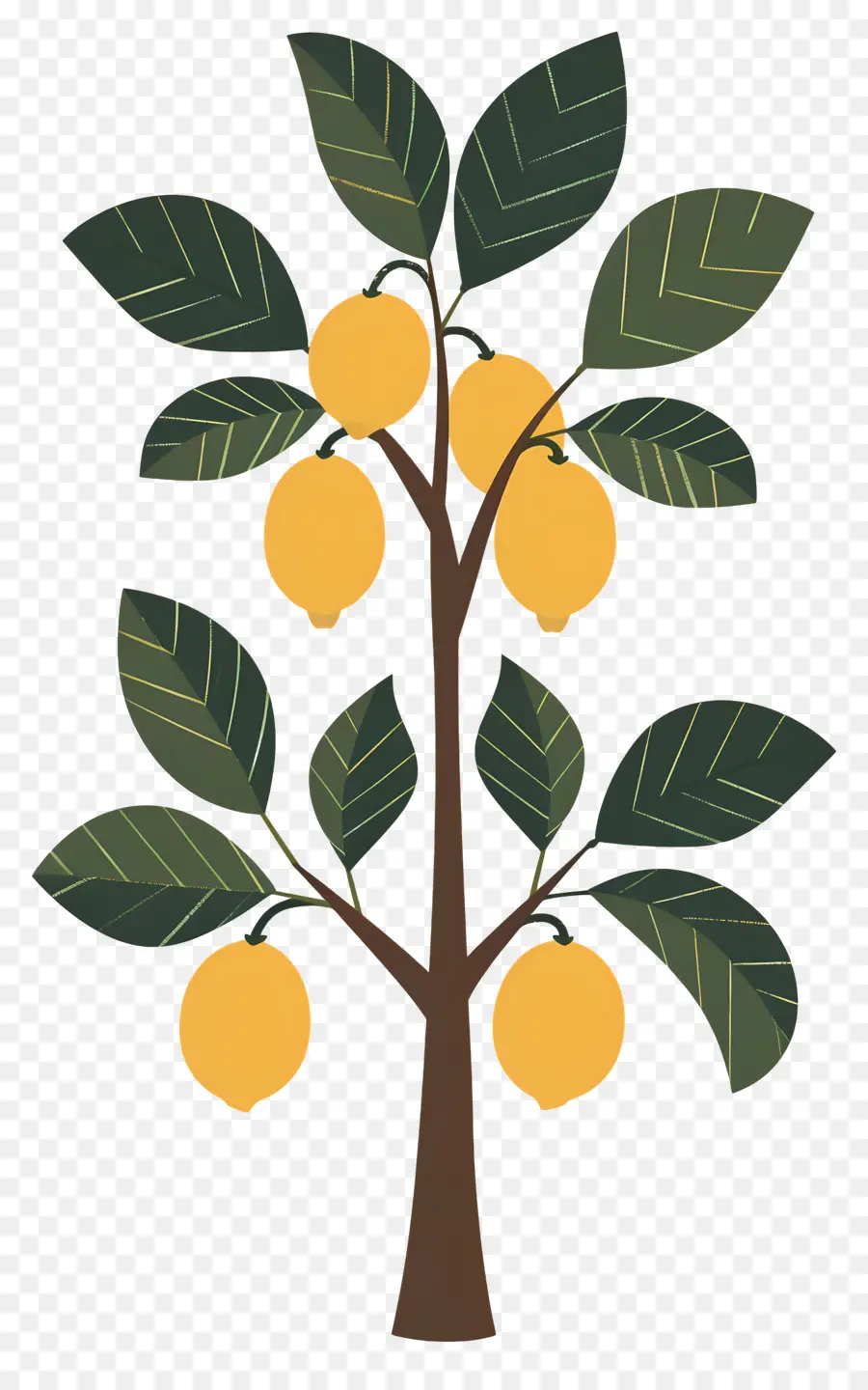 Citronnier，Citron PNG