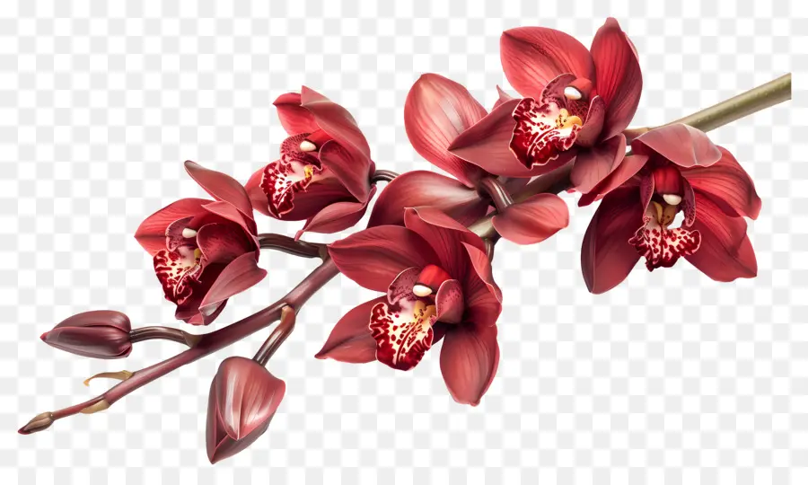 Fleur D'orchidée，Orchidées Rouges PNG