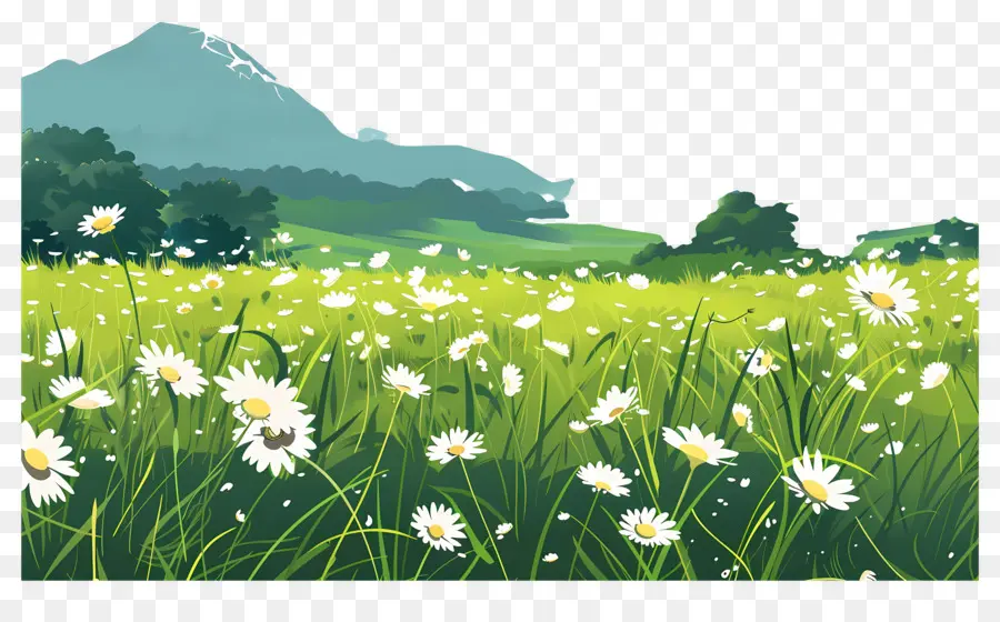 Herbe à Fleurs，Marguerites PNG