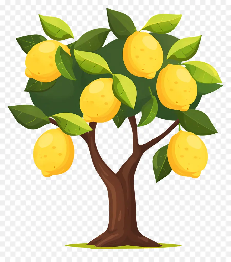 Citronnier，Manguier PNG