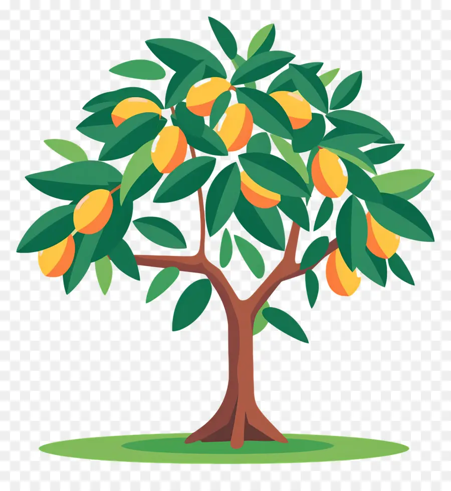 Manguier，Fruit PNG