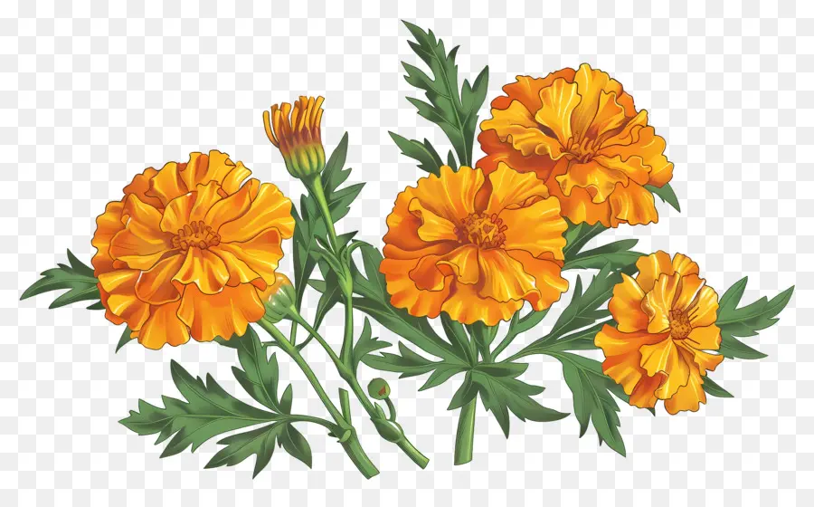 Fleurs De Souci，Fleurs Oranges PNG