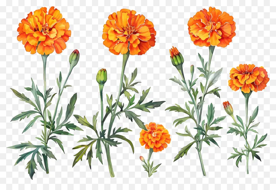 Fleurs De Souci，Soucis Oranges PNG