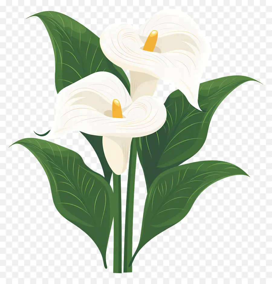 Lily Calla，Lys Calla Blancs PNG